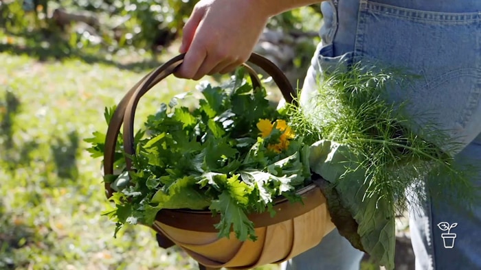 Basket filled with produce being carried through a garden.