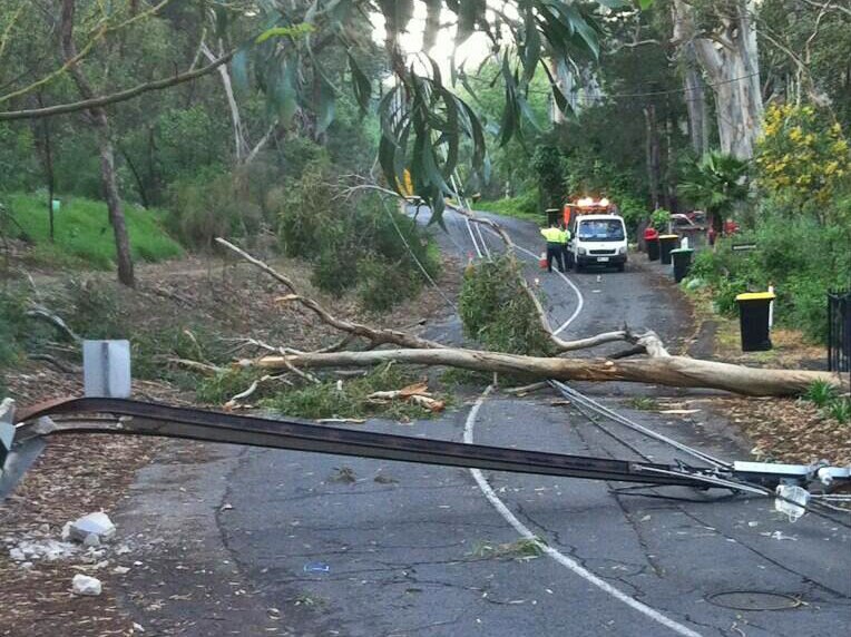 High winds overnight across Adelaide brought down trees and power lines.