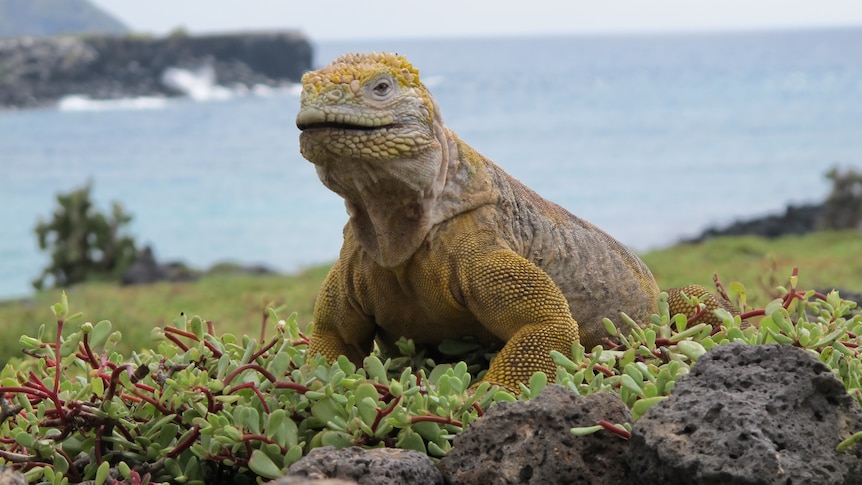 A very large iguana is perched on a rock overlooking the sea