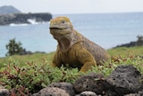 A very large iguana is perched on a rock overlooking the sea