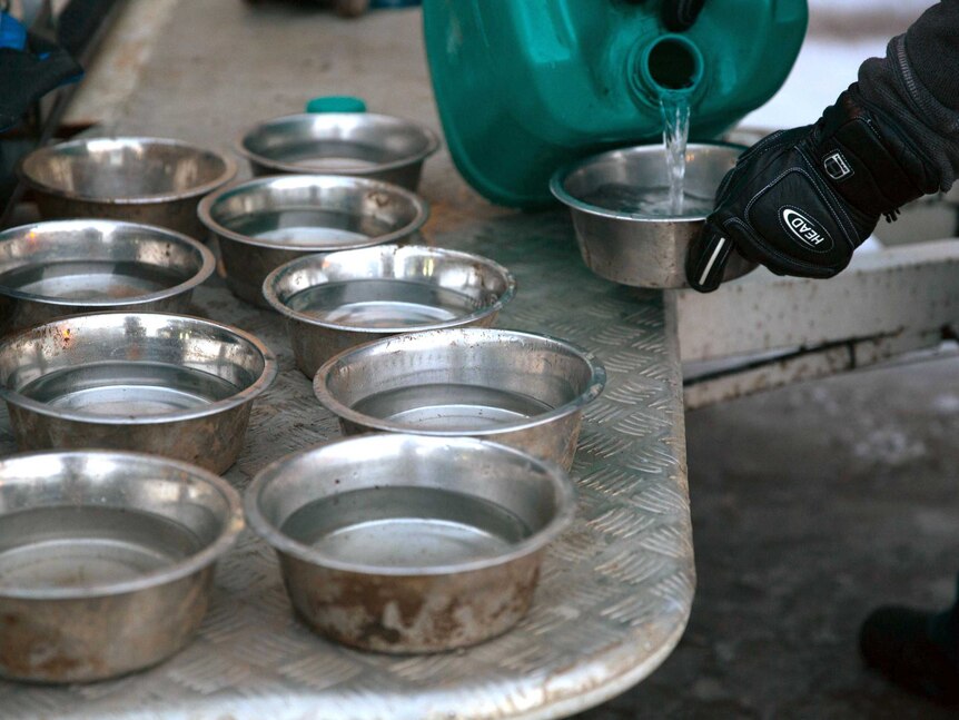 Sled dog water bowls get filled
