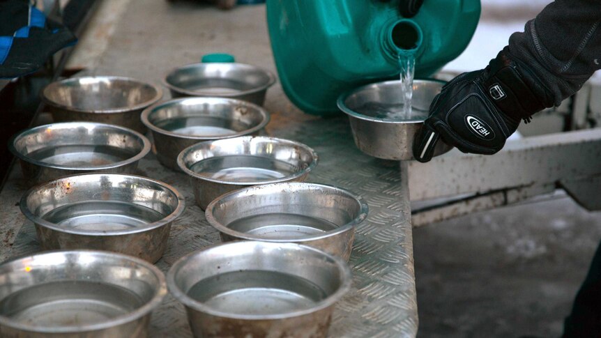 Sled dog water bowls get filled