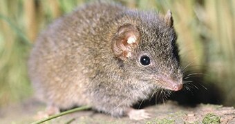 Carnivorous marsupial