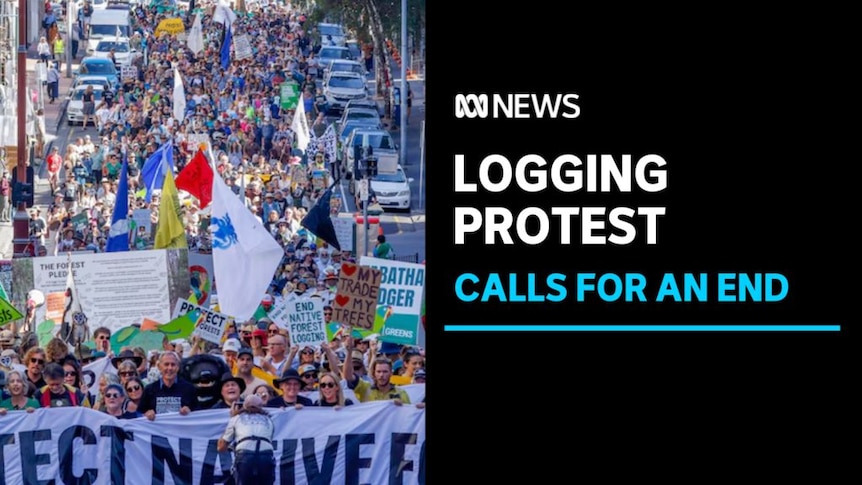 Logging Protest, Calls for an End: A crowd of protestors march down a main road. They hold signs opposing logging.
