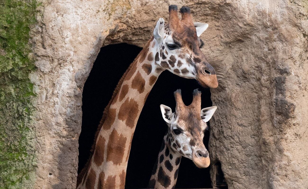 Two giraffes in a zoo enclosure.