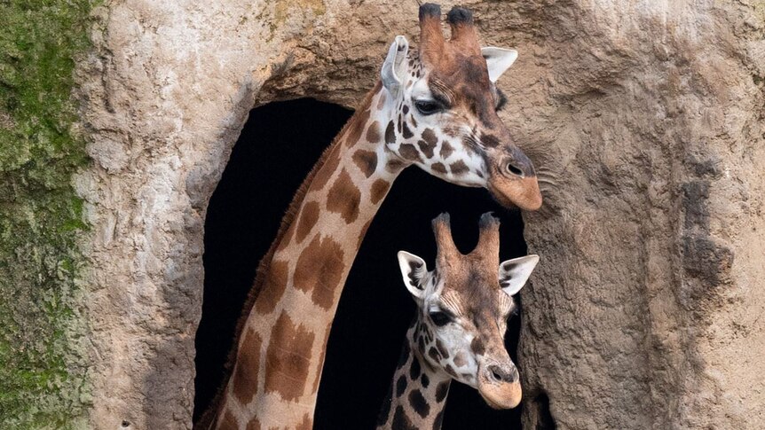 Melbourne Zoo giraffes