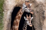 Two giraffes in a zoo enclosure.