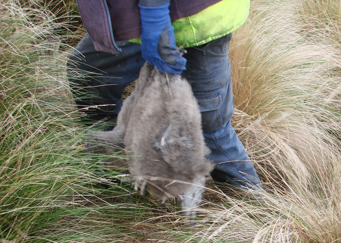 Steele Mansell holds three mutton birds in his gloved left hand