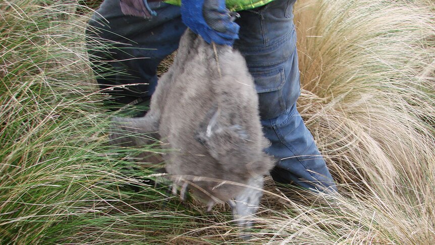 Steele Mansell holds three mutton birds in his gloved left hand