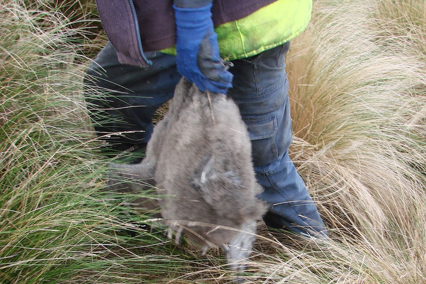 Steele Mansell holds three muttonbirds in his gloved left hand.