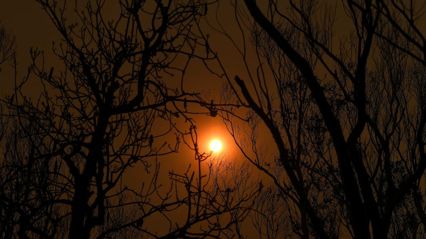 A red sun is seen through thick smok and burnt trees.
