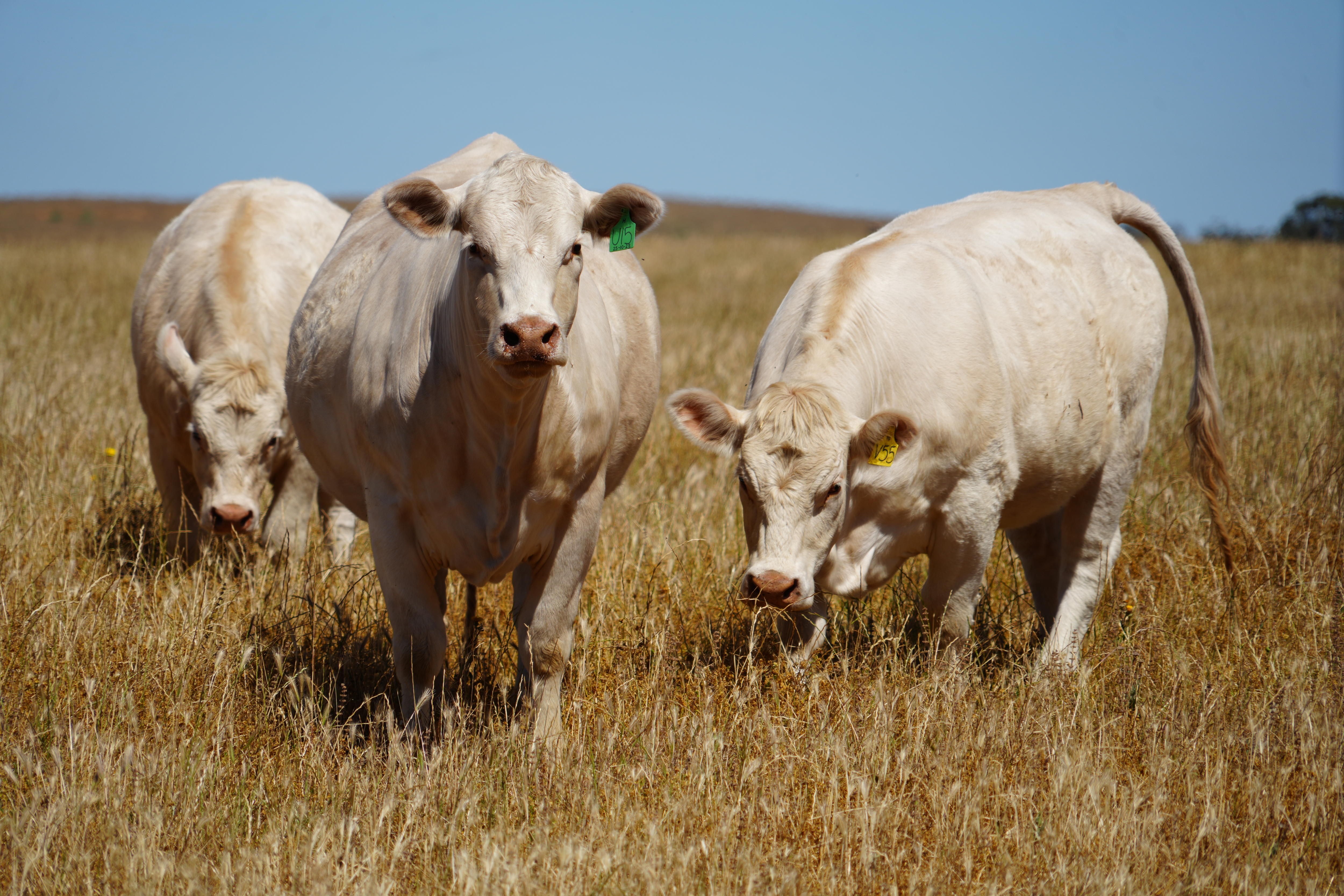 Charolais cows stare at camera