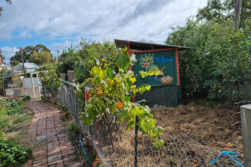 Community garden with taller vegetables to right of paved path, shorter varieties to the left and a colourful greed shed beyond