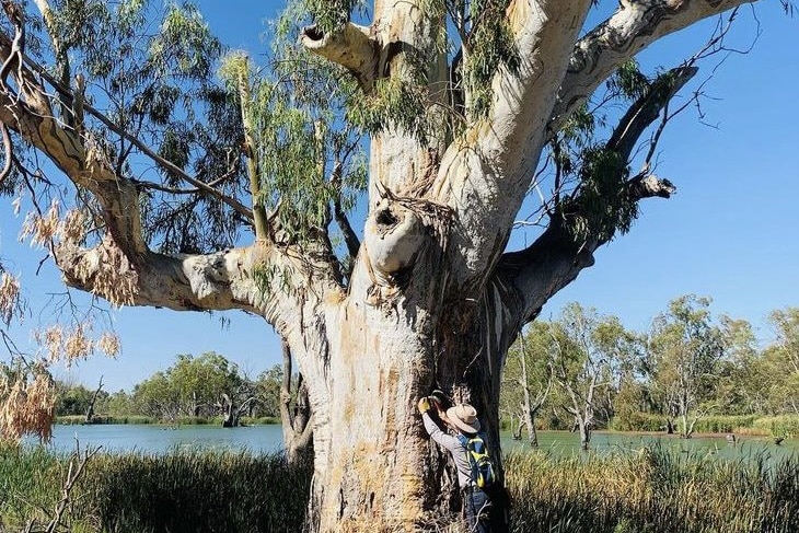Person next to big old river red gum