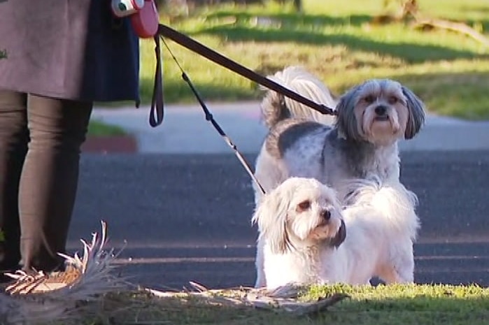 A light-coloured shih tzu and terrier cross are restrained by leads held by a woman at Williamstown cemetery.