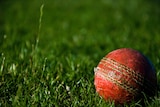 A cricket ball sits on green grass.