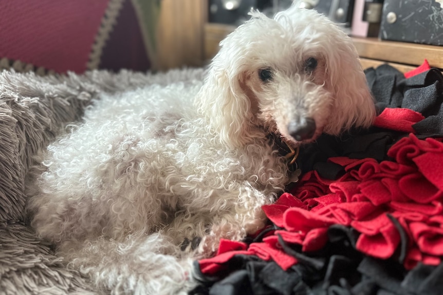 a white dog with curly fluffy hair curls up in its black and red bed