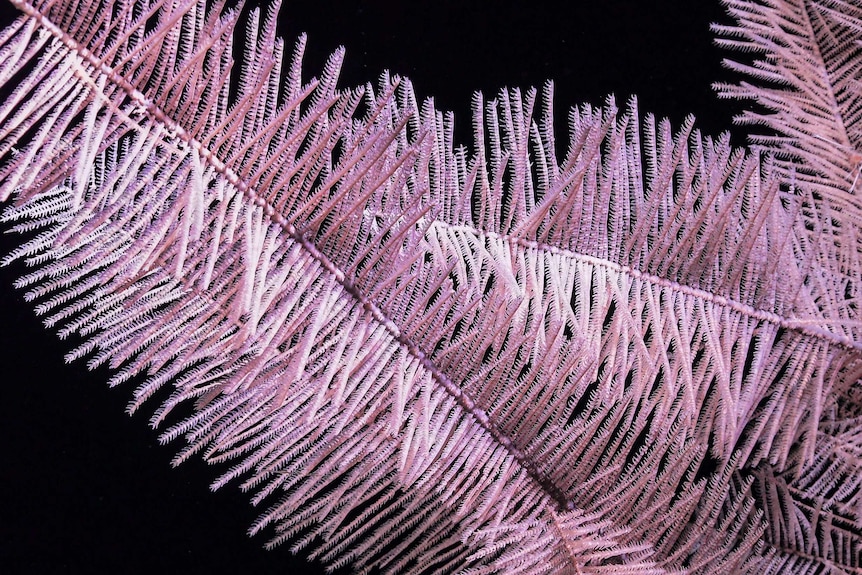 The needle-like spindles of a black coral discovered by scientists exploring the depths of the Great Barrier Reef.