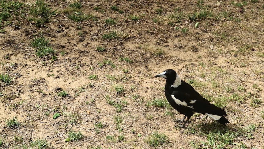 A magpie perched on green grass.