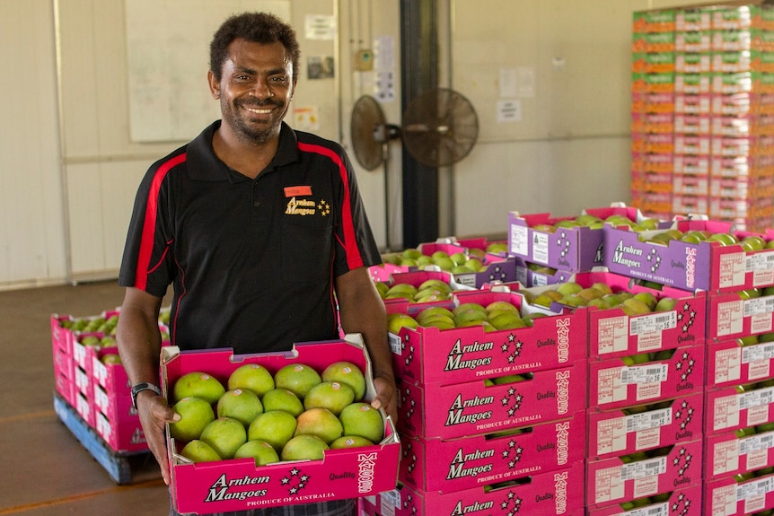A smiling man holds a box packed with green mangoes as he poses next to a large stack of similar boxes.
