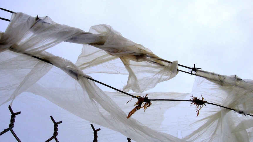 Plastic caught on fence