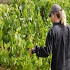 Woman walking in a green vineyard.