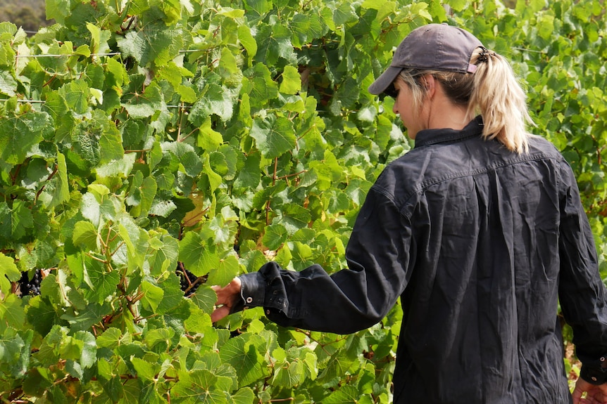 Woman walking through green vineyard.