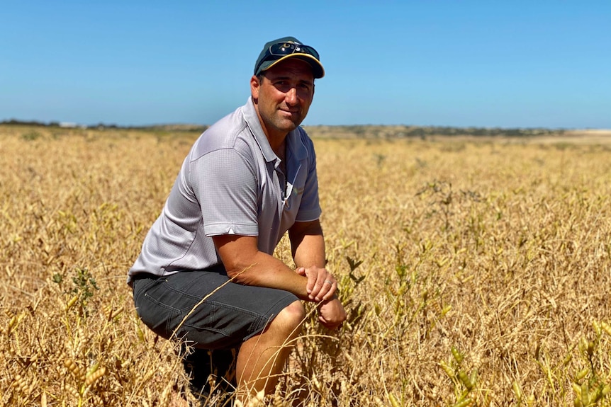 A man crouches in a lupin crop, which looks ready to harvest.