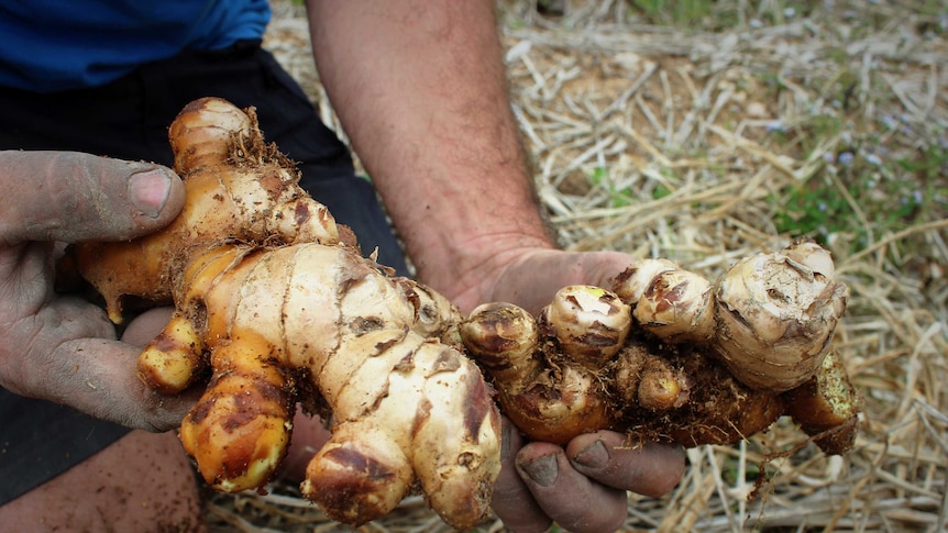 Ginger being grown Queensland's Sunshine Coast is know for its premium quality