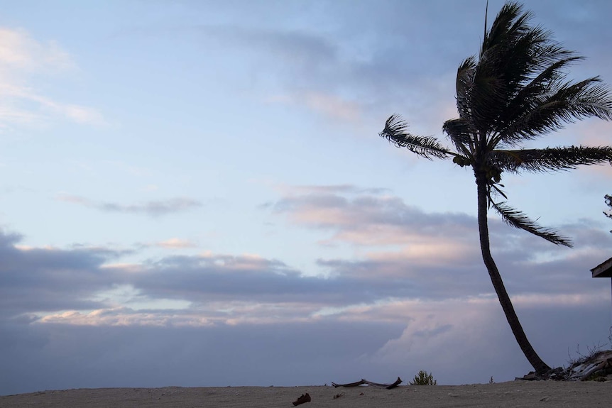 A coconut tree blowing in the wind on the beach.