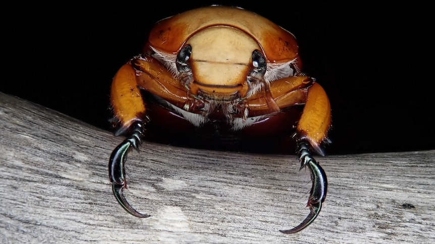 Brown Christmas beetle close up showing its claws