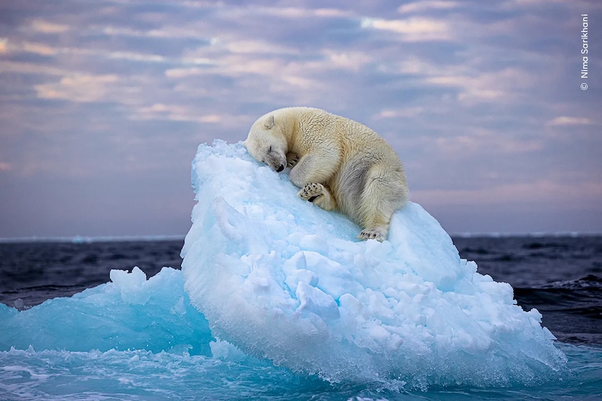 A polar bear carves out a bed from a small iceberg before drifting off to sleep in the far north, off Norway