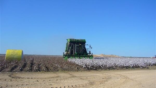 The most northerly cotton crop in Queensland, on the Richmond property of Corbett Tritton.