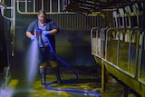 Woman hosing out a milking shed
