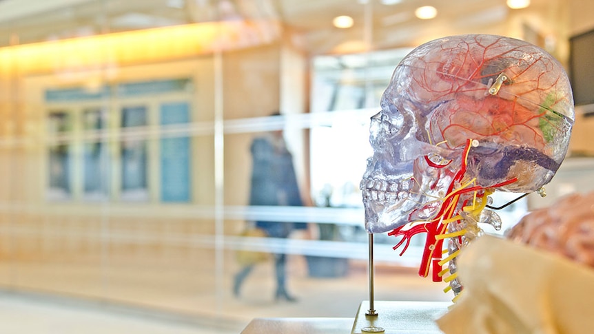 A clear, artificial human skull showing veins into brain.