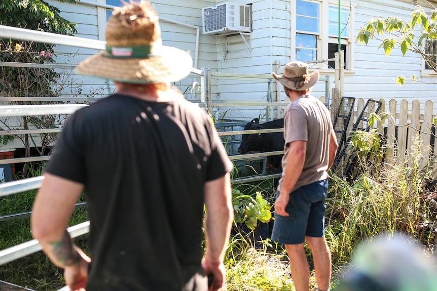 Two men looking at a cow.