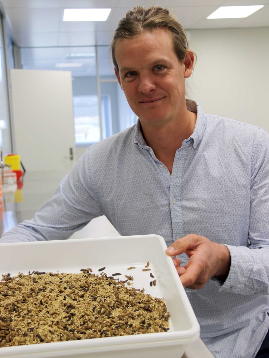 Luke Wheat holding a tray containing fly pupae.