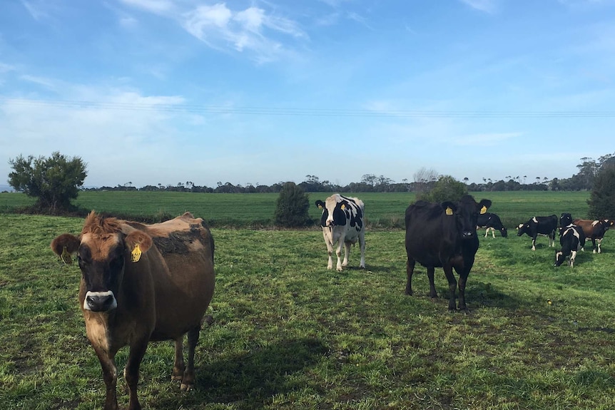 Three cows stand in grassy paddock