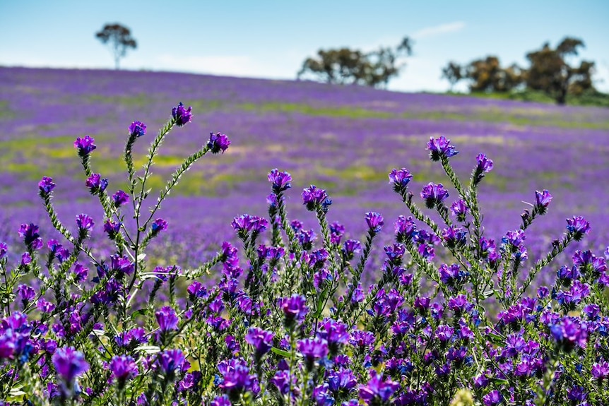 Close up picture of weed in a paddock