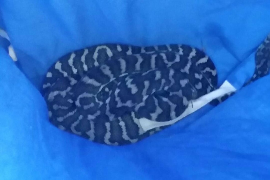 A striped snake coiled in a circle at the base of blue material.