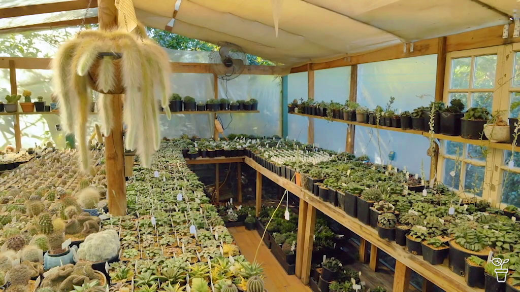 Presidential Plants - Gardening Australia