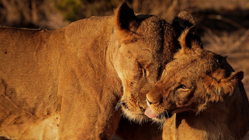 Affectionate lions