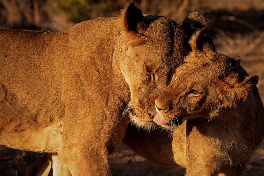 Affectionate lions