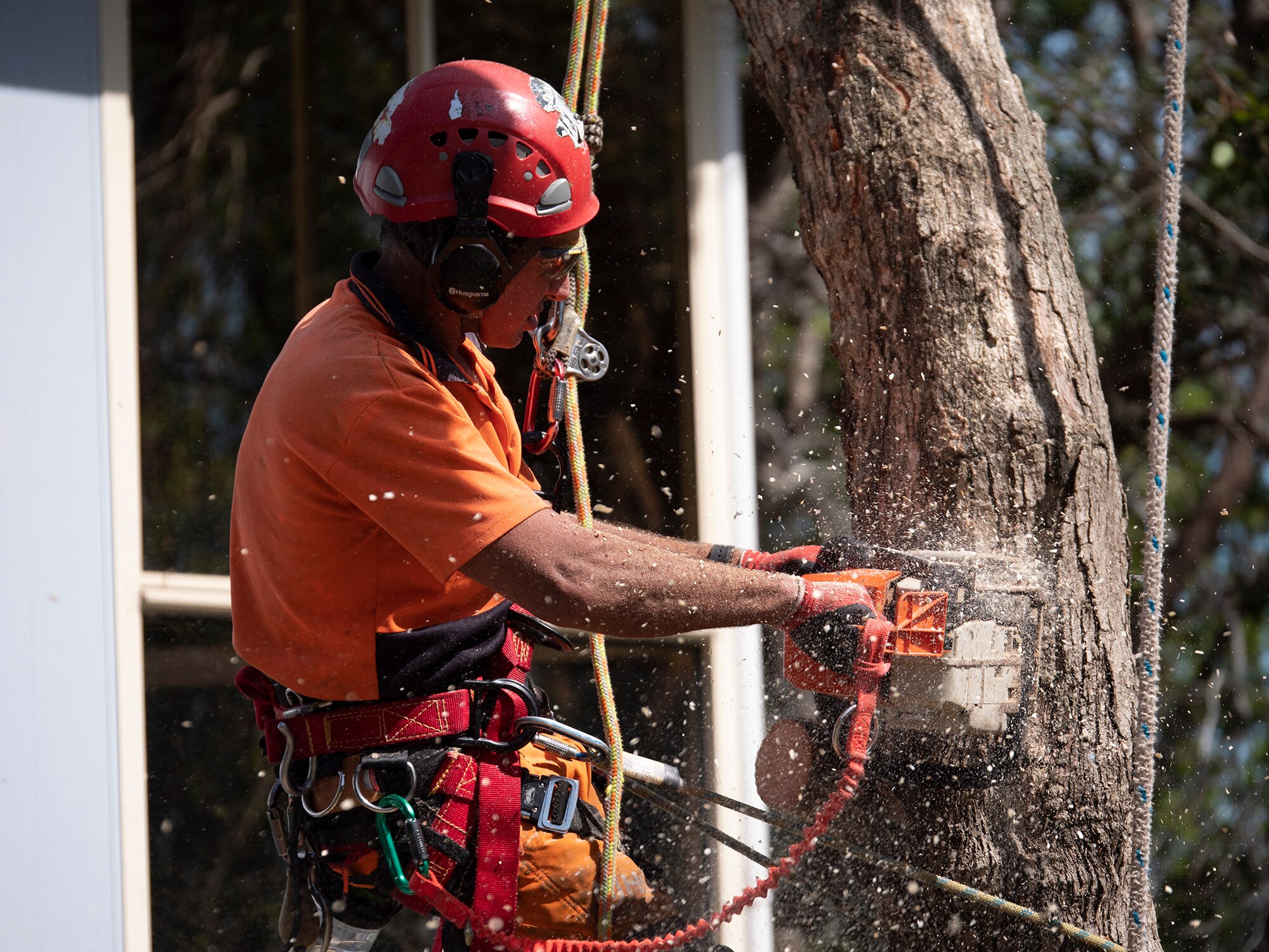 Give dodgy doorknocking tree loppers the chop, warns industry ABC News