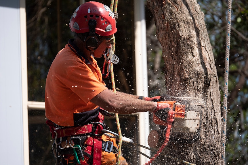 Tree lopper operating a chain saw up a tree
