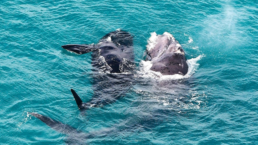 Two whales frolic in aqua blue ocean water