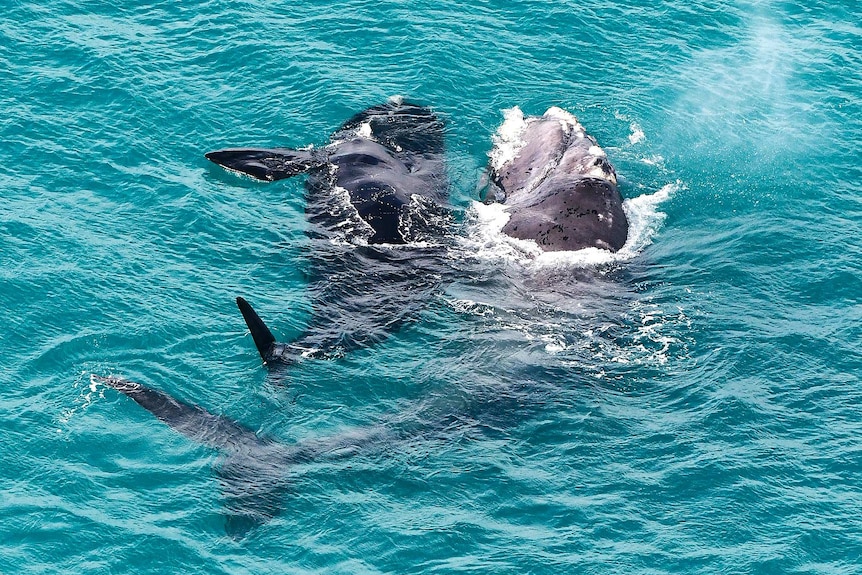 Two whales frolic in aqua blue ocean water