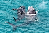Two whales frolic in aqua blue ocean water