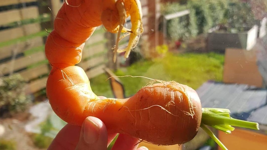 Scorpion shaped carrot