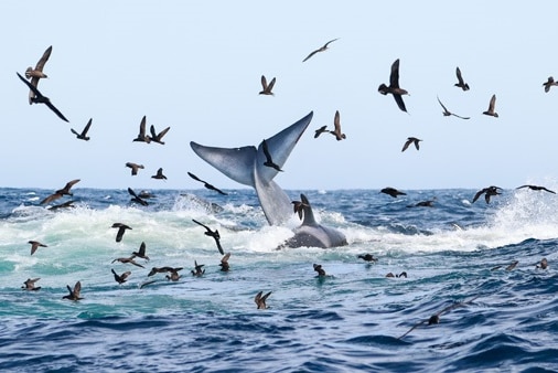 Birds fly over the ocean as a whale's fin thrashes above the water.